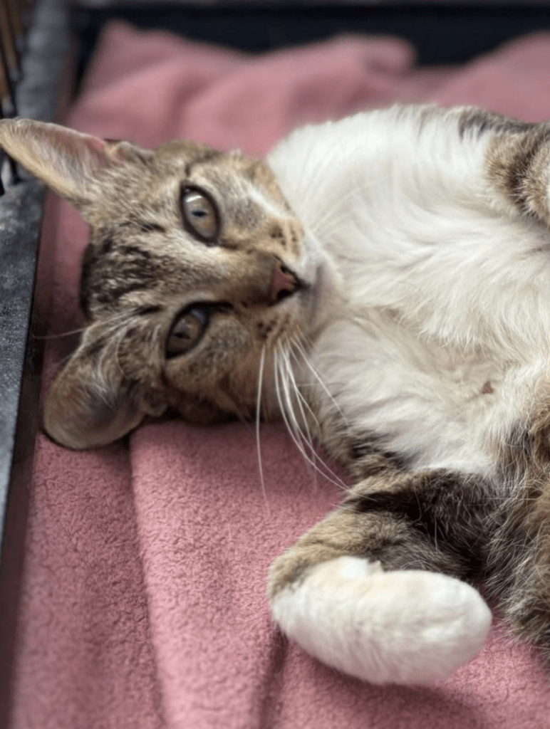 Cleopatra the rescue cat at the shelter relaxing on a pink blanket showing her white belly