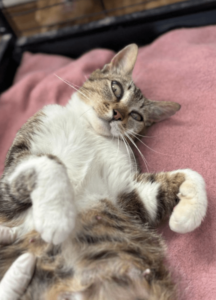 Cleopatra the rescue cat at the shelter relaxing on a pink blanket showing her white belly