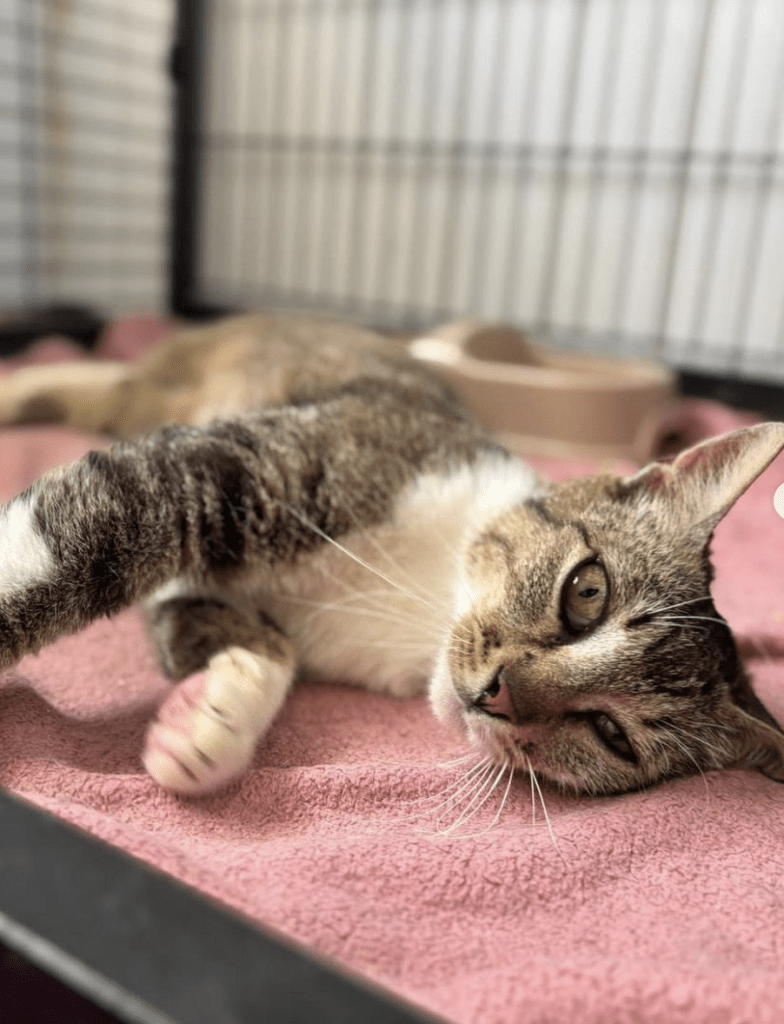 Cleopatra the rescue cat at the shelter relaxing on a pink blanket looking at the camera