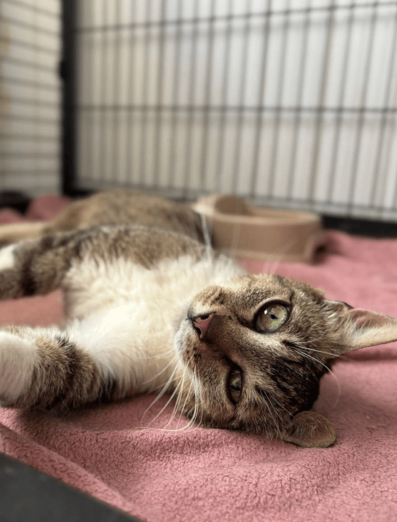 Cleopatra the rescue cat at the shelter relaxing on a pink blanket looking at the camera