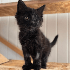 Wolf the black rescue kitten at the shelter on a wooden structure looking at the camera