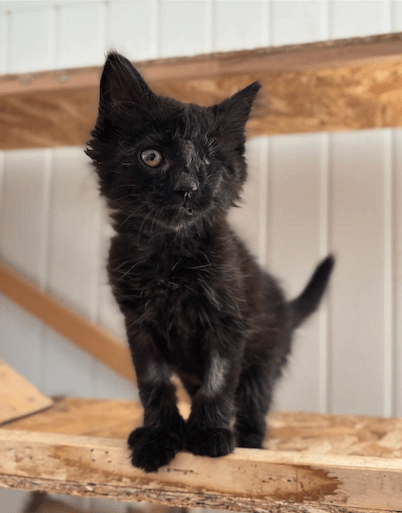 Wolf the black rescue kitten at the shelter on a wooden structure looking at the camera