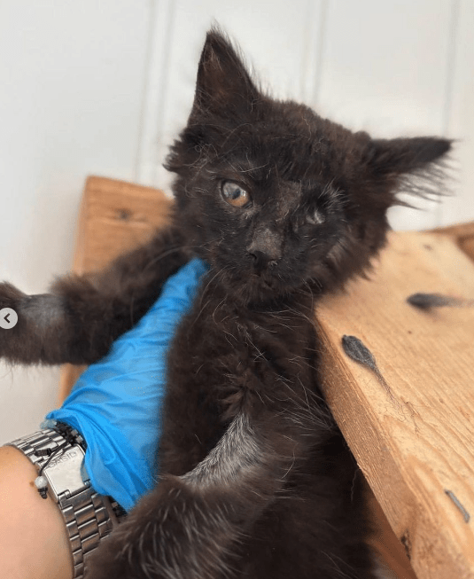 Wolf the black rescue kitten at the shelter being held by a member of the team