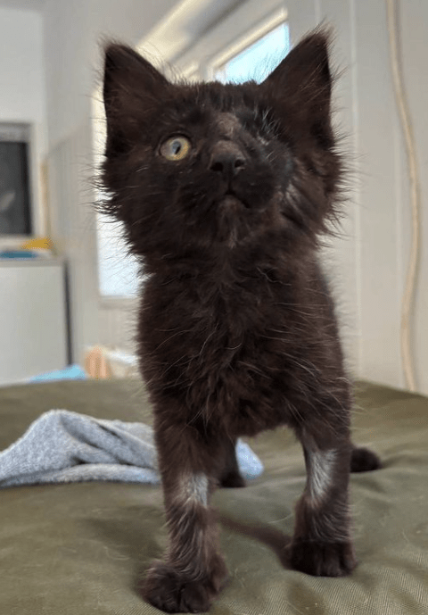 Wolf the black rescue kitten at the shelter standing on a green blanket looking off camera