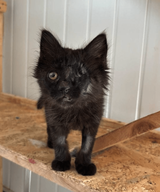 Wolf the black rescue kitten at the shelter on a wooden structure looking at the camera