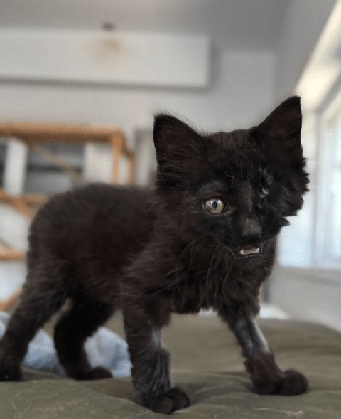 Wolf the black rescue kitten at the shelter standing on a green blanket looking off camera meowing