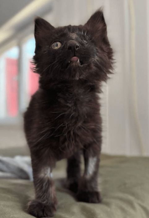 Wolf the black rescue kitten at the shelter standing on a green blanket looking off camera