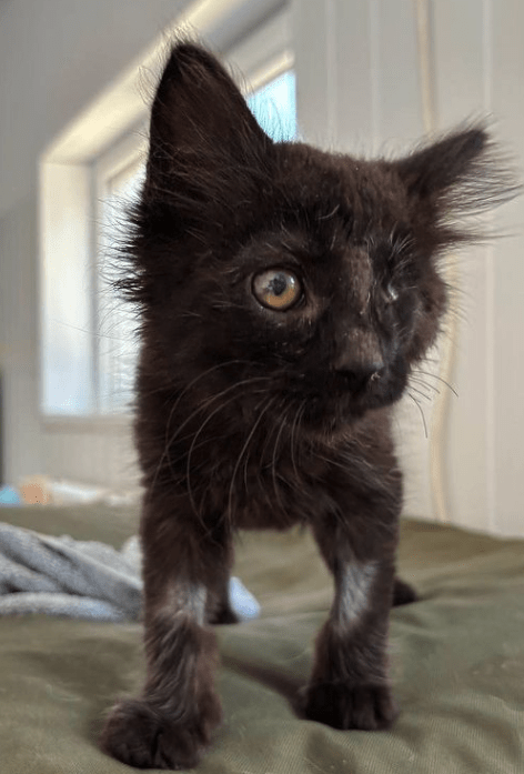 Wolf the black rescue kitten at the shelter standing on a green blanket looking off camera