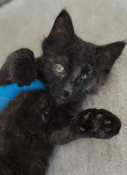 Wolf the black rescue kitten at the shelter laying on a cream blanket being stroked by a member of the team