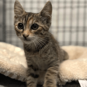 Piper the tabby rescue kitten at the shelter relaxing on a cream coloured bed