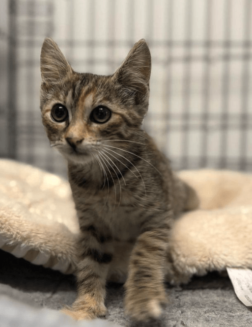 Piper the tabby rescue kitten at the shelter relaxing on a cream coloured bed