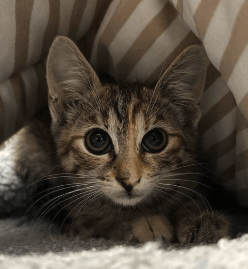 Piper the tabby rescue kitten at the shelter hiding under a stripy bed looking at the camera