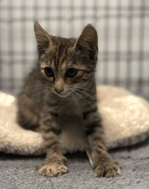 Piper the tabby rescue kitten at the shelter relaxing on a cream coloured bed making biscuits