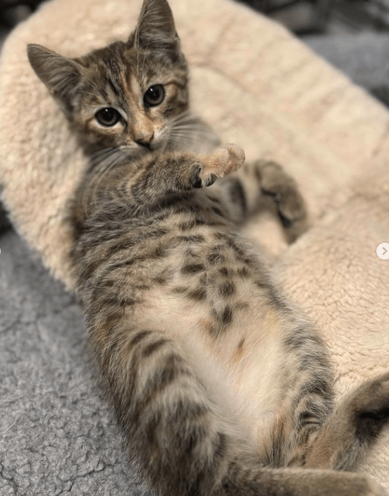 Piper the tabby rescue kitten at the shelter relaxing on a soft and cosy bed, showing off her belly