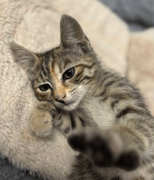 Piper the tabby rescue kitten at the shelter relaxing on a cream coloured bed making biscuits