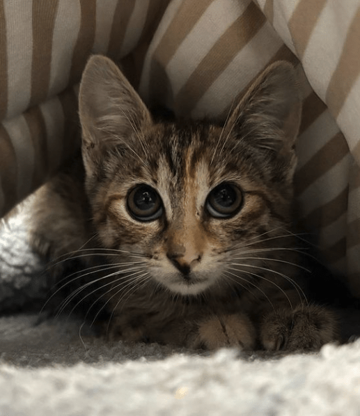 Piper the tabby rescue kitten at the shelter hiding under a stripy bed looking at the camera