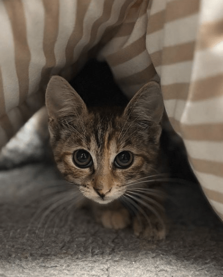 Piper the tabby rescue kitten at the shelter hiding under a stripy bed looking at the camera