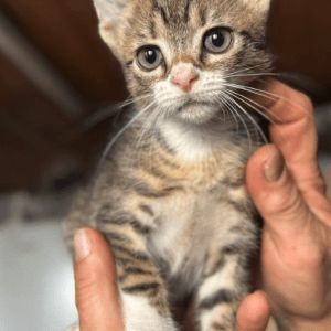 Cooper the tabby rescue kitten at his foster home being held by a human