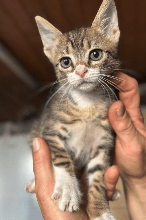 Cooper the tabby rescue kitten at his foster home being held by a human