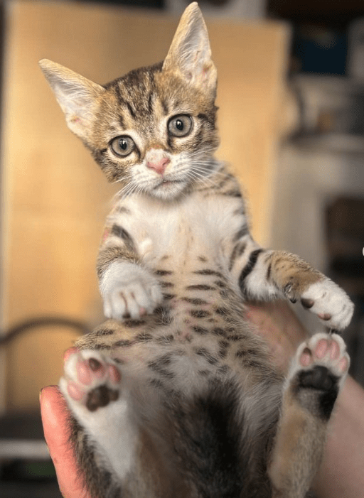 Cooper the tabby rescue kitten at his foster home, being held by a human, showing off his spotted belly and his pink toe pads