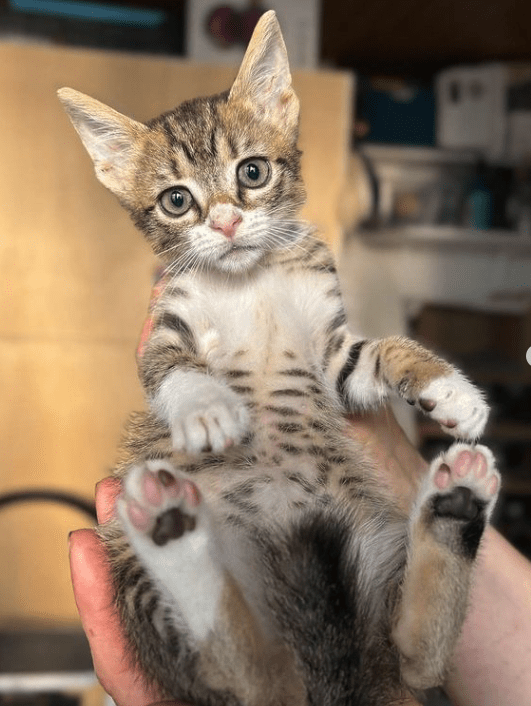 Cooper the tabby rescue kitten at his foster home, being held by a human, showing off his spotted belly and his pink toe pads