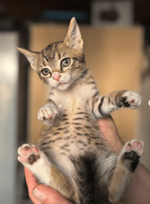 Cooper the tabby rescue kitten at his foster home, being held by a human, showing off his spotted belly and his pink toe pads