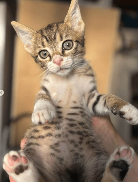 Cooper the tabby rescue kitten at his foster home, being held by a human, showing off his spotted belly and his pink toe pads