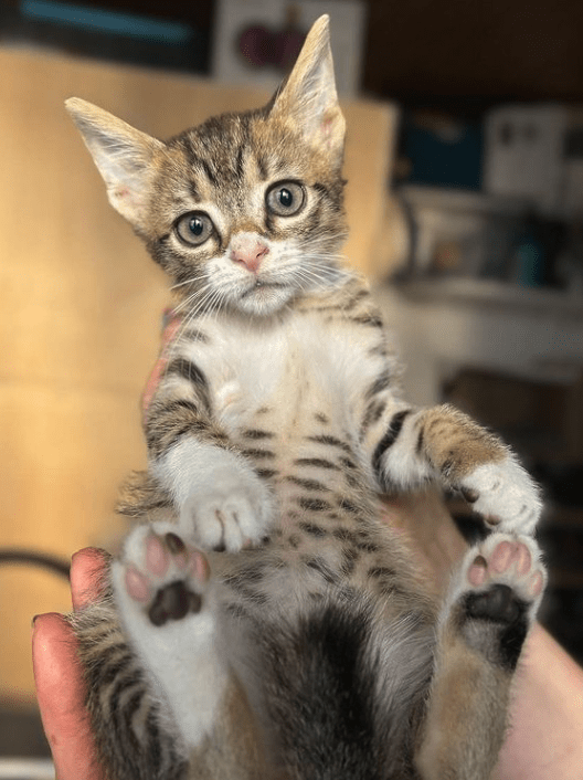 Cooper the tabby rescue kitten at his foster home, being held by a human, showing off his spotted belly and his pink toe pads