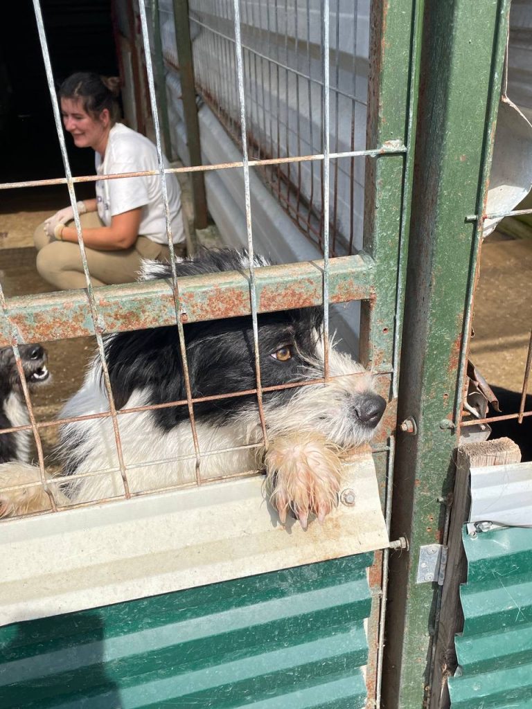 Tiesto poking his head out of the kennel