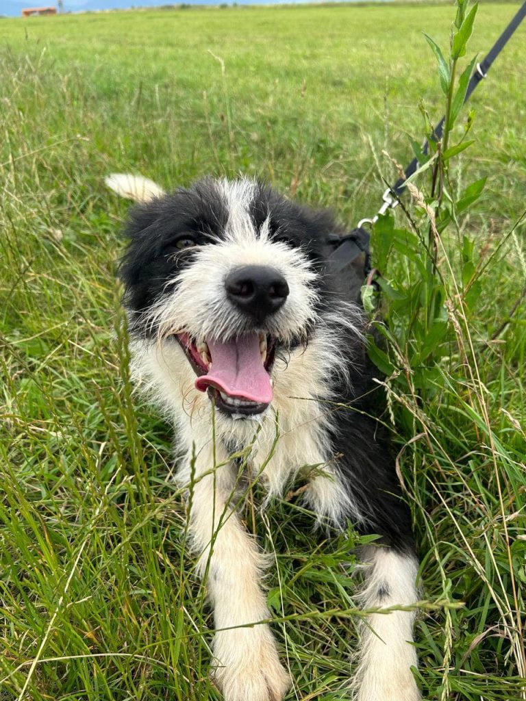 Tiesto smiling as a puppy