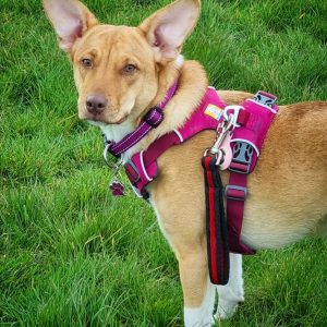 Poppy wearing a pink harness