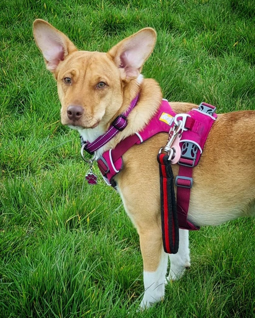 Poppy wearing a pink harness