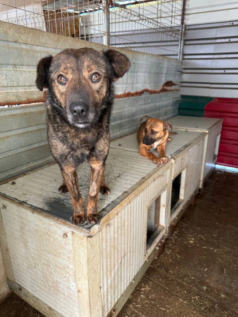 Muddy with another dog