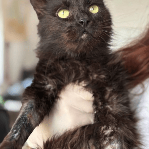 Bear, the rescue cat, at the shelter in Romania being held by a member of the team. You can see his gorgeous face and black fur.