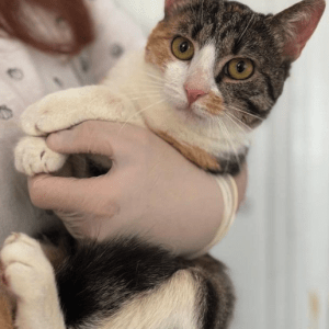 Rubi, the rescue cat, at the shelter in Romania being held by a member of the team. You can see Rubi's beautiful orange and brown markings on her face.