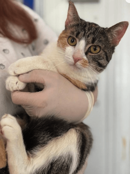 Rubi, the rescue cat, at the shelter in Romania being held by a member of the team. You can see Rubi's beautiful orange and brown markings on her face.