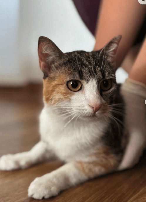 Rubi, the rescue cat, at the shelter in Romania laying on a wooden floor showing off her pretty orange, white, and brown coat.