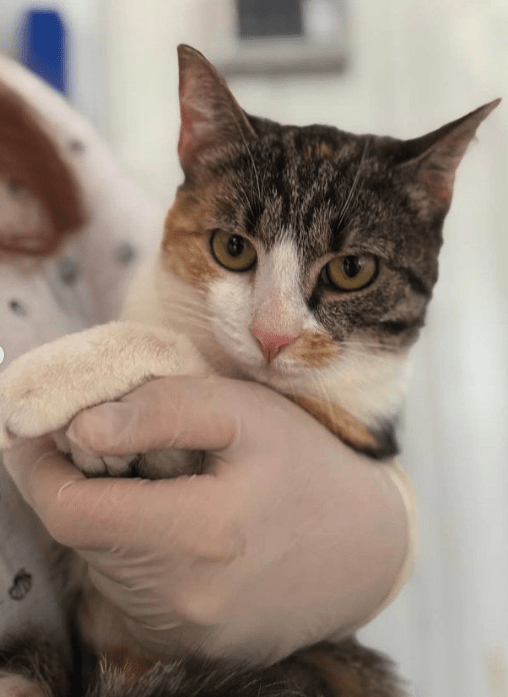 Rubi, the rescue cat, at the shelter in Romania being held by a member of the team. You can see Rubi's beautiful orange and brown markings on her face.