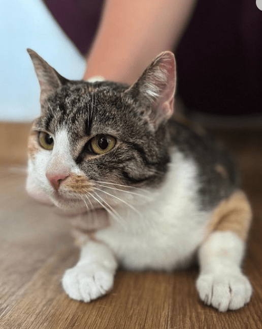 Rubi, the rescue cat, at the shelter in Romania laying on a wooden floor showing off her pretty orange, white, and brown coat.