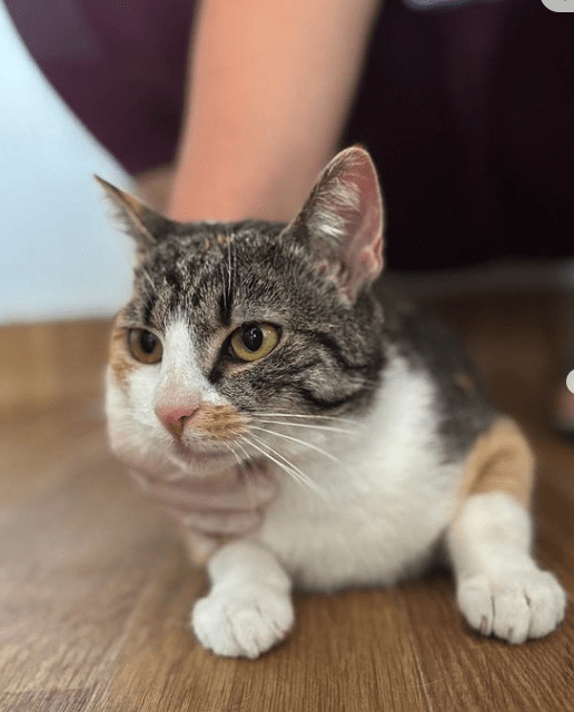 Rubi, the rescue cat, at the shelter in Romania laying on a wooden floor showing off her pretty orange, white, and brown coat.