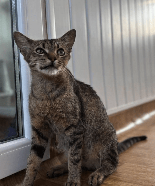 Toby, the rescue cat, at the shelter in Romania. He's sitting in front of a glass door looking up at someone. You can see his gorgeous face and bright eyes.