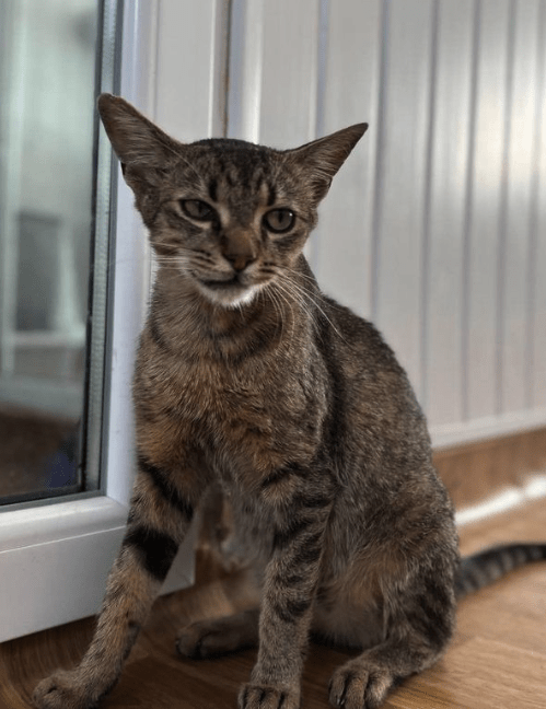 Toby, the rescue cat, at the shelter in Romania. He's sitting in front of a glass door looking up at someone. You can see his gorgeous face and bright eyes.