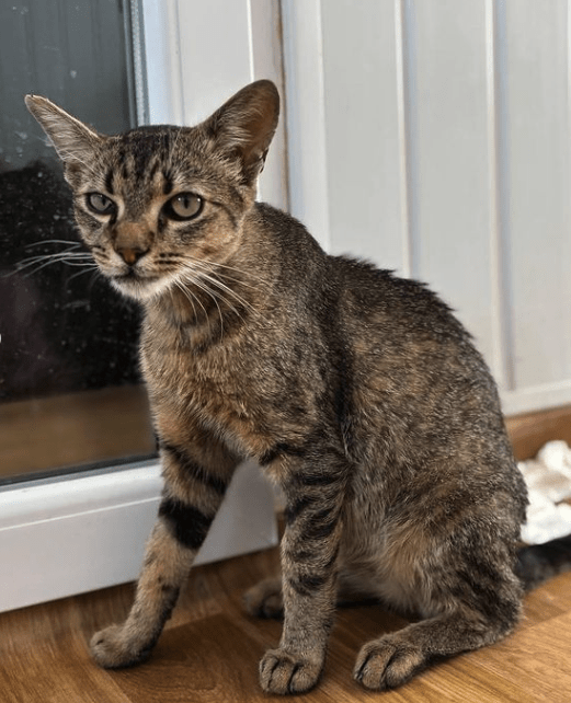 Toby, the rescue cat, at the shelter in Romania. He's sitting in front of a glass door looking up at someone. You can see his gorgeous face and bright eyes.