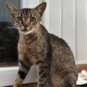 Toby, the rescue cat, at the shelter in Romania. He's sitting in front of a glass door looking up at someone. You can see his gorgeous face and bright eyes.