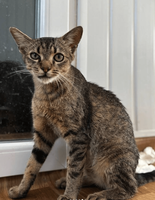 Toby, the rescue cat, at the shelter in Romania. He's sitting in front of a glass door looking up at someone. You can see his gorgeous face and bright eyes.