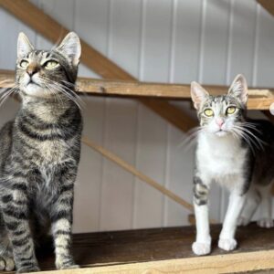 Rescue cats Max and Atlas sitting on a wooden cat tree at the shelter in Romania looking at the camera person