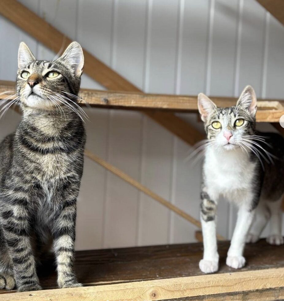 Rescue cats Max and Atlas sitting on a wooden cat tree at the shelter in Romania looking at the camera person