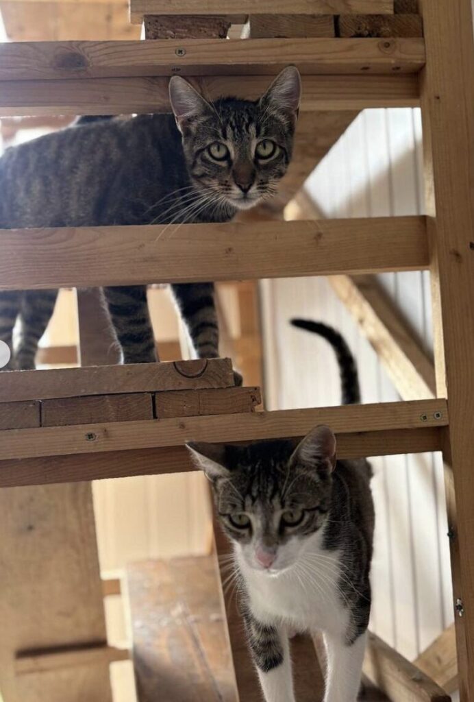 Rescue cats Max and Atlas sitting on a wooden cat tree at the shelter in Romania looking at the camera person