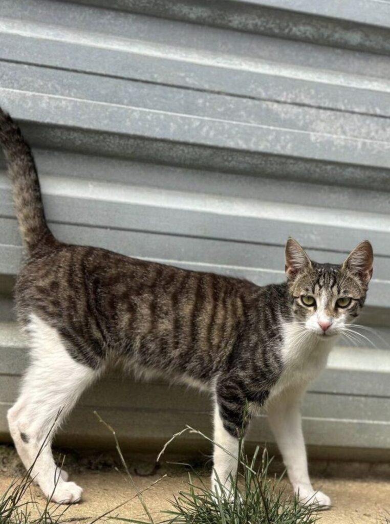 Max the rescue cat at the shelter in Romania hanging out in the garden area