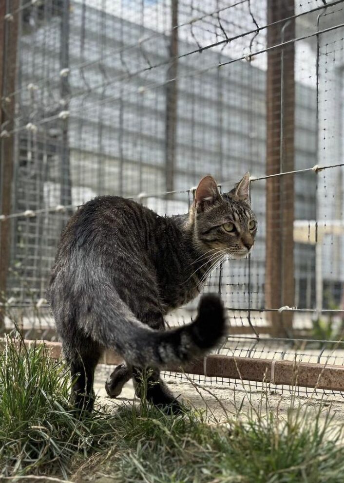 Atlas the rescue cat at the shelter in Romania hanging out in the garden area, standing in front of a metal gate